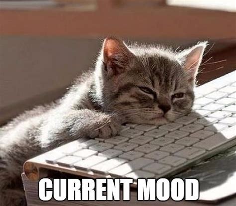 25 Best Sleepy Memes SayingImages Com Sleepy Meme Tired Funny Cat