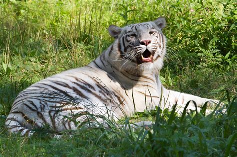 White Bengal Tiger Panthera Tigris Tigris Justin Morgan Flickr