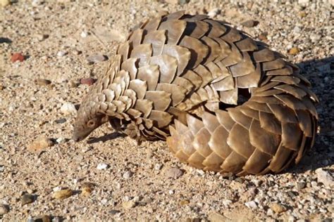 23 Astonishing Pangolin Facts Fact Animal