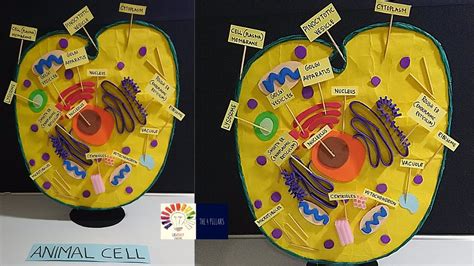 3d Animal Cell Model Animal Cells Model Animal Cell Model Project Vrogue