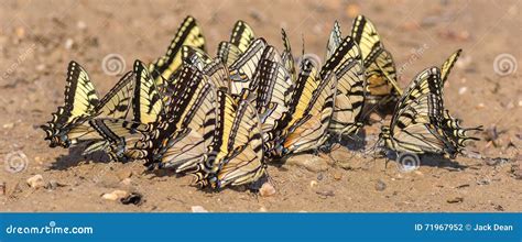 Tiger Swallowtails Gathering Minerals Oriental Foto De Stock Imagem