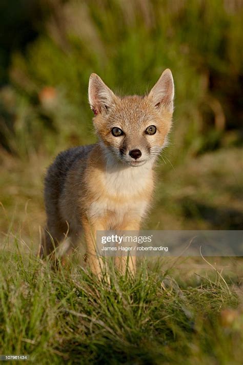 Swift Fox Kit Pawnee National Grassland Colorado United States Of