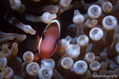 Hideaway Island Vanuatu Fish Pet Underwater Photos Underwater