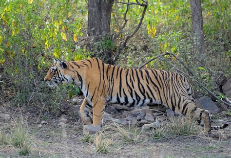 As Indias Tiger Count Grows Indigenous Groups Protest Evictions From