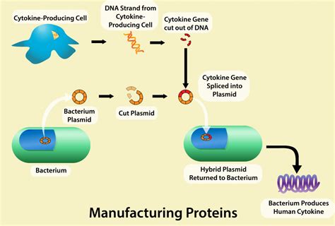 18 Genetic Engineering Biology Libretexts