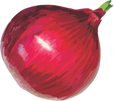 Onion PNG images, free download png image