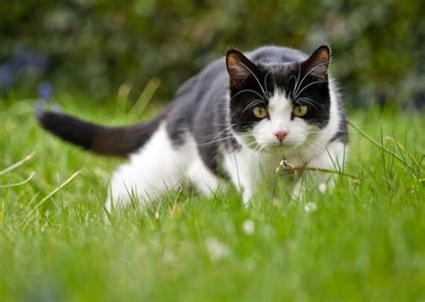 Should You Allow Your Indoor Cat To Go Outside Cat Care Domestic