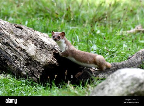 Weasel And Stoat Hi Res Stock Photography And Images Alamy