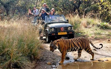 see wild tigers on safari in ranthambore national park in india ranthambore national park