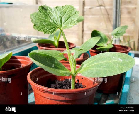 A Young Courgette Zucchini Plant In Showing First True Leaves And The