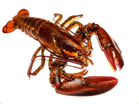 Lobster Free Stock Photo Public Domain Pictures