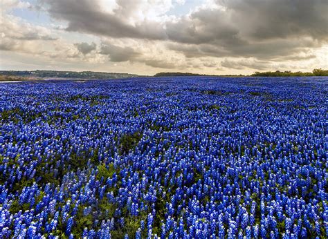 Muleshoe Bend Bluebonnets Texas Hill Country