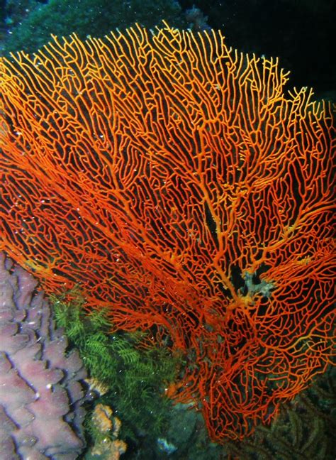 Red Sea Fan Coral Project Noah