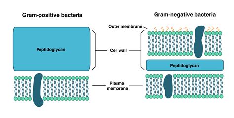 While not failproof, the gram stain test reflects a major division of the sorts of cells bacteria gram negative bacteria have two lipid membranes with peptidoglycan sandwiched in between them while gram positive bacteria have a single lipid. Bacterial Cell wall: Structure, Composition and Types