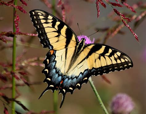 Eastern Tiger Swallowtail Butterflies Of Central Texas ·