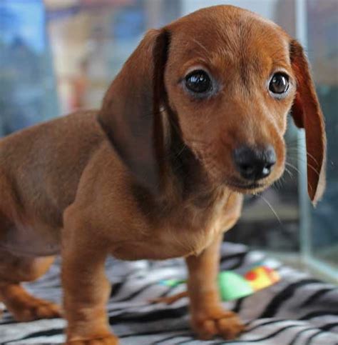 As a central florida dachshund breeder, we are excited to offer a variety of. Dachshund Puppy for Sale in South Florida