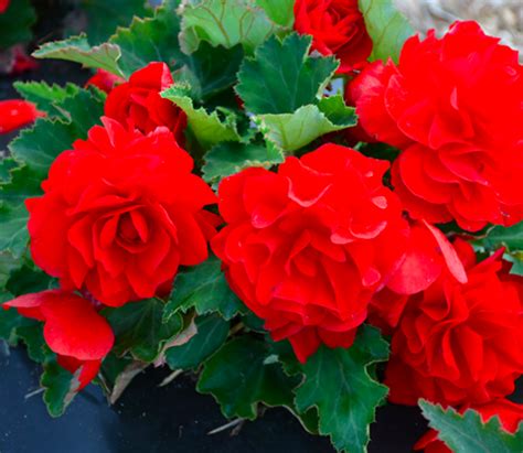 Begonia Non Stop Red 6 Bloomfield Your New Favourite Garden Centre