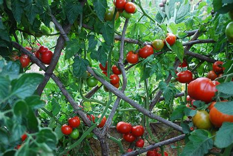 Tomatoes Growing On Trellis Photograph By Steve Masley Fine Art America