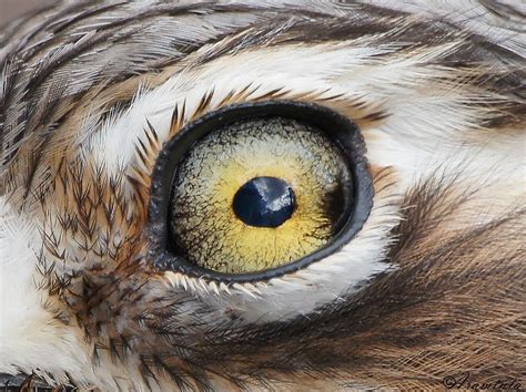 Colour Of The Eyes Birds In Backyards