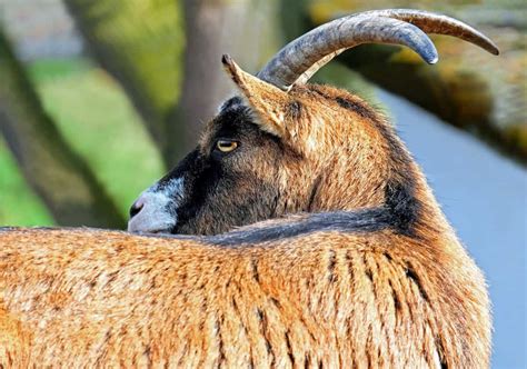 Kostenlose Bild Tierwelt Tier Wild Ziege Fell Horn