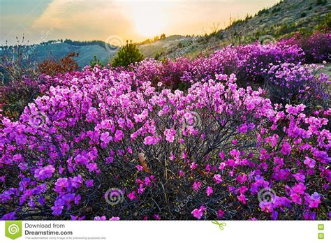 The Rhododendron Dauricum And Sunset Clouds Stock Photo Image Of