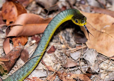 Snake Identification Snake Rescue Sunshine Coast