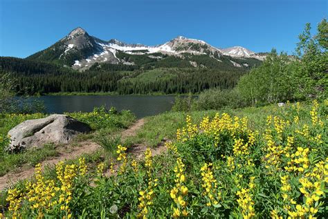 Yellow Wildflowers And Lost Lake Slough Photograph By Cascade Colors