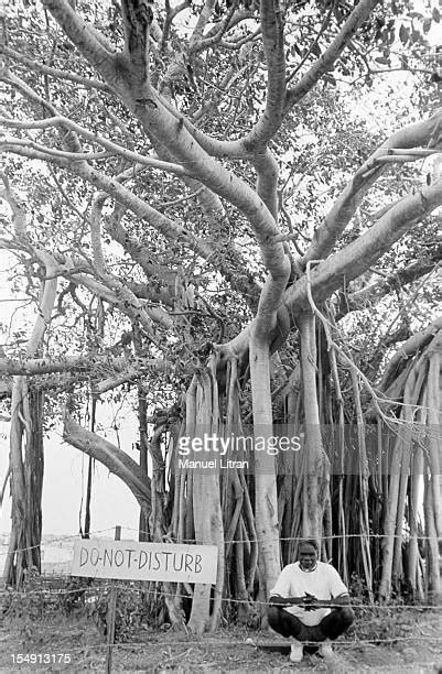 Australian Banyan Tree Photos And Premium High Res Pictures Getty Images