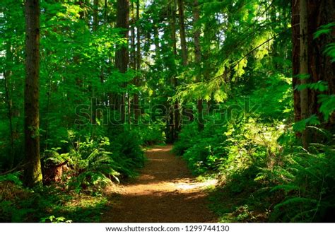 Picture Exterior Pacific Northwest Forest Hiking Stock Photo Edit Now