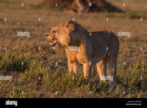 Male Lion Serengeti National Park Tanzania Stock Photo Alamy