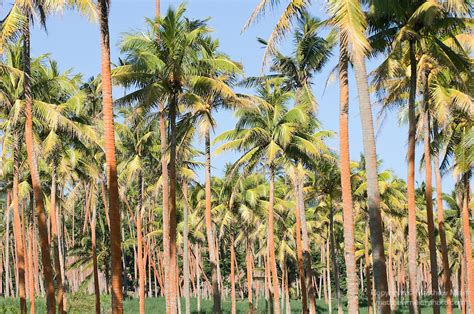 Coconut Palm Tree Plantation 016361 Matthew Meier Photography