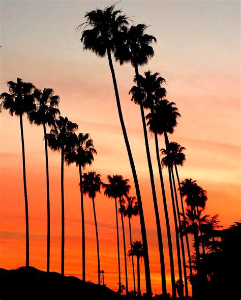 Palm Trees And Sunset Photography In La California Los Angeles Palm