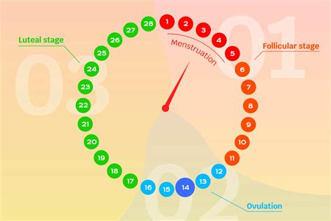 Understanding The Luteal Phase And Its Relation To Pregnancy Being