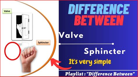 Difference Between Valve And Sphincter Valve Sphincter Organ Muscle