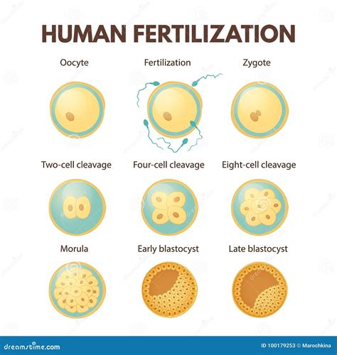 Human Fertilization Stock Vector Illustration Of Epithelium 100179253
