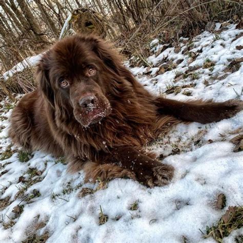 10 Famous Newfoundland Dogs Love Newfoundlands