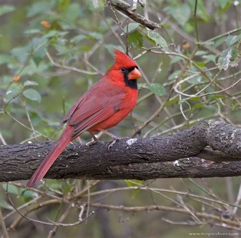 Red Cardinal In South Texas In 2021 Red Cardinal South Texas Bird