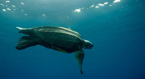 Leatherback Sea Turtle