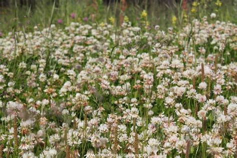 Dutch White Clover Lawn How And Why To Grow One Crabgrasslawn