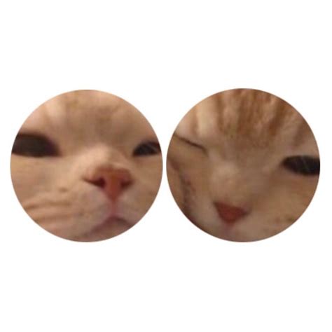 Matching Cat Pfp Cat Profile Profile Picture Matching Cat Pfp Friends