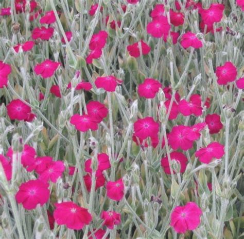 The plant was collected from mount guro in. Gardening tips and good plants: Good plant #2 - Lychnis ...