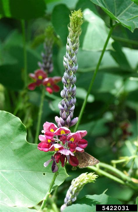 Kudzu Pueraria Montana Var Lobata