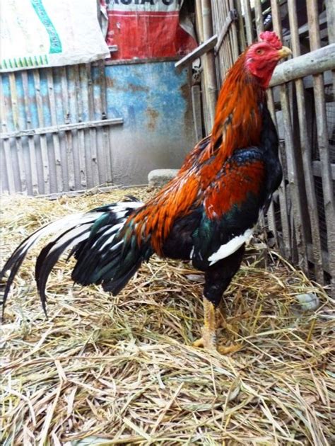 gambar ayam bangkok asli thailand unggul terbaru