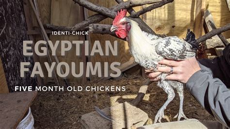Egyptian Fayoumis 5 Month Old Chickens Youtube