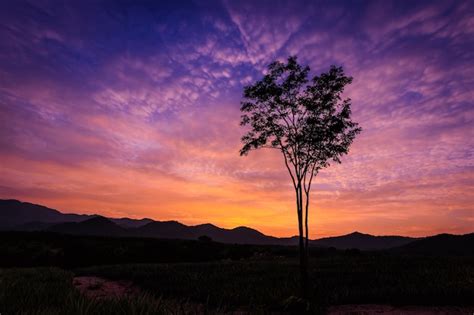Premium Photo Twilight Landscape Colorfull Blue Sky Tree Silhouette