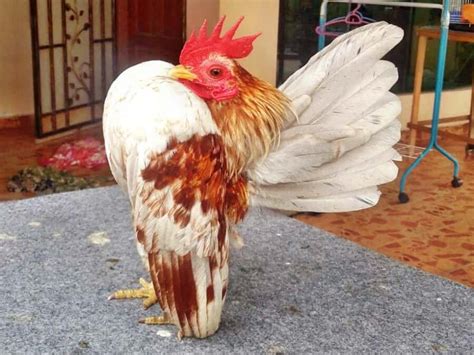 Serama Chicken Breed Eggs Size Color Varieties And Pictures