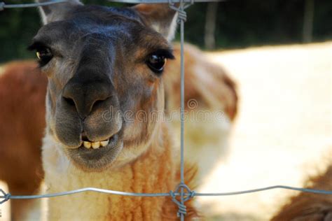 Funny Llama Face Stock Photo Image Of Fauna Head Animal 86534966