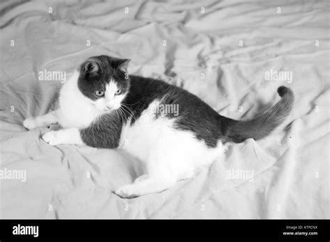 Young Domestic Gray White Female Cat Lying On A Bed Stock Photo Alamy