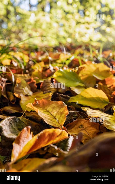 Autumn Leaves On The Forest Floor Stock Photo Alamy