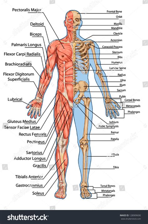 Skeletal muscles are attached to the bones by tendons. Human Skeleton From The Anterior View - Didactic Board Of ...